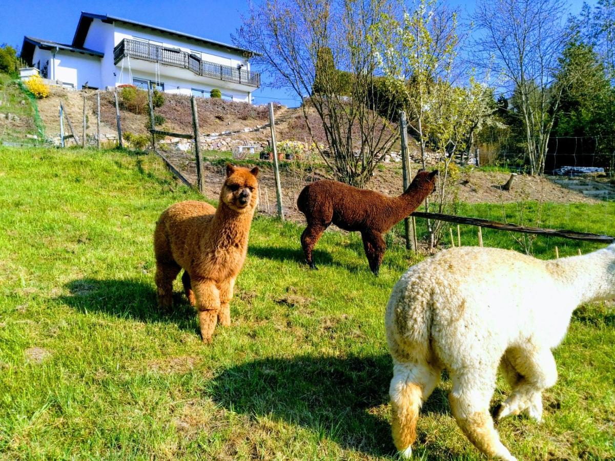 Ferienwohnung Alpaka Blick Schneppenbach Kültér fotó